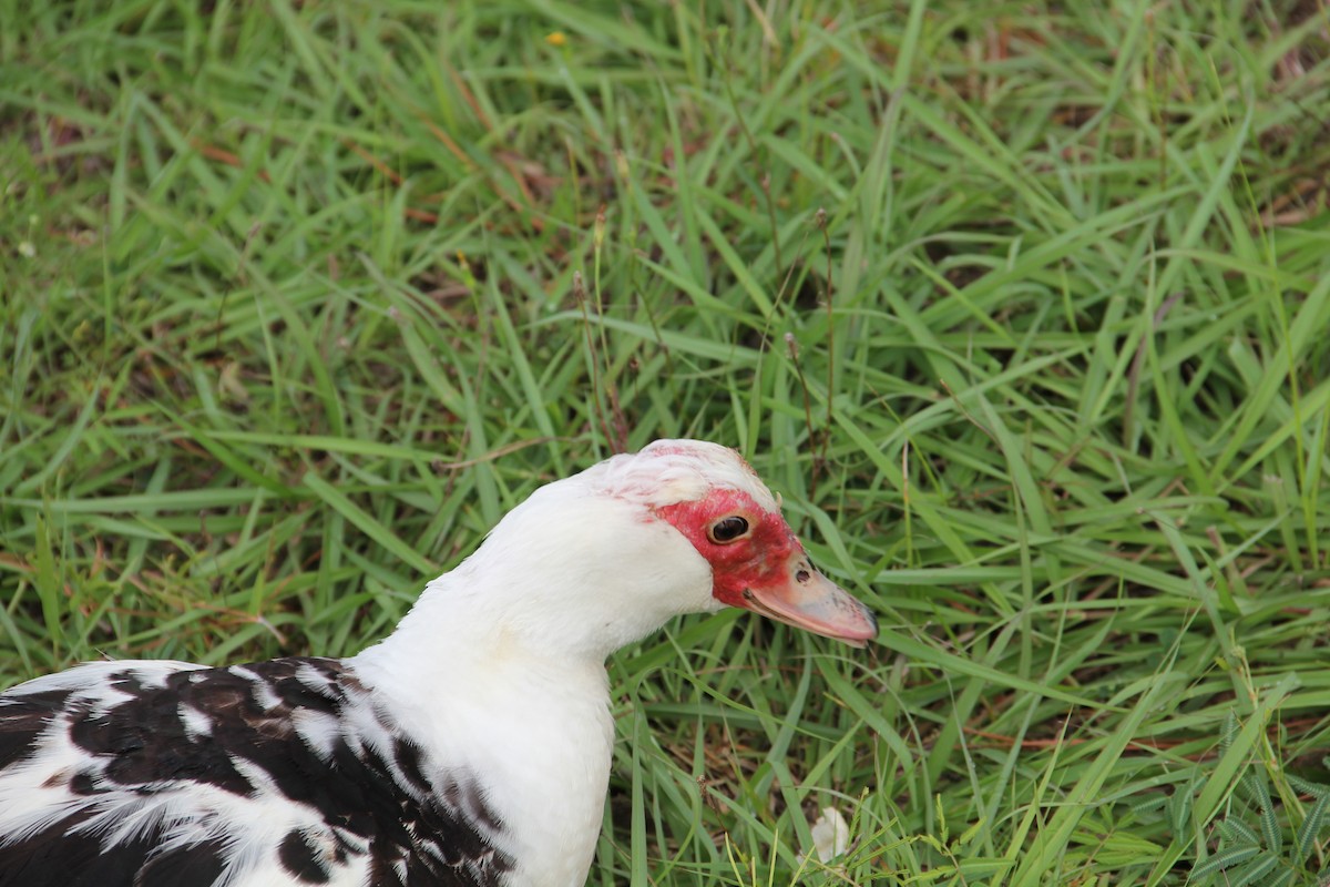 Muscovy Duck (Domestic type) - ML620441967