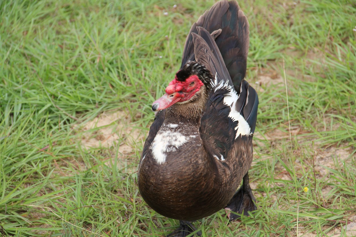 Muscovy Duck (Domestic type) - ML620441971