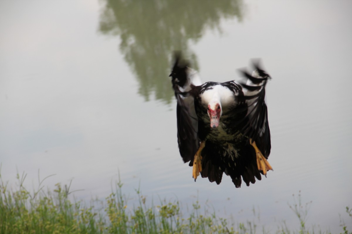 Muscovy Duck (Domestic type) - ML620441976