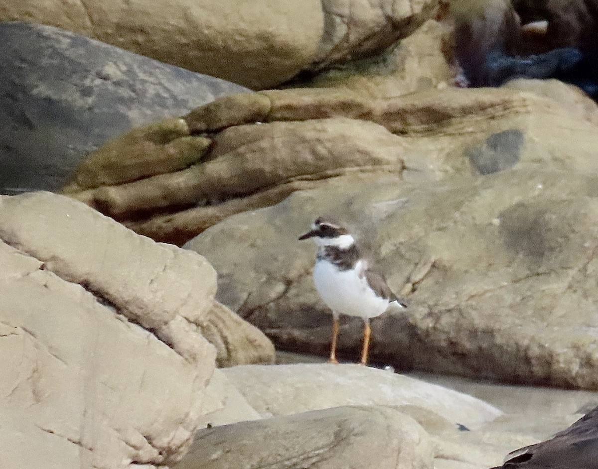 Common Ringed Plover - ML620441986