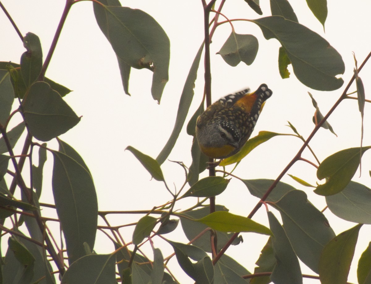 Spotted Pardalote - ML620442006