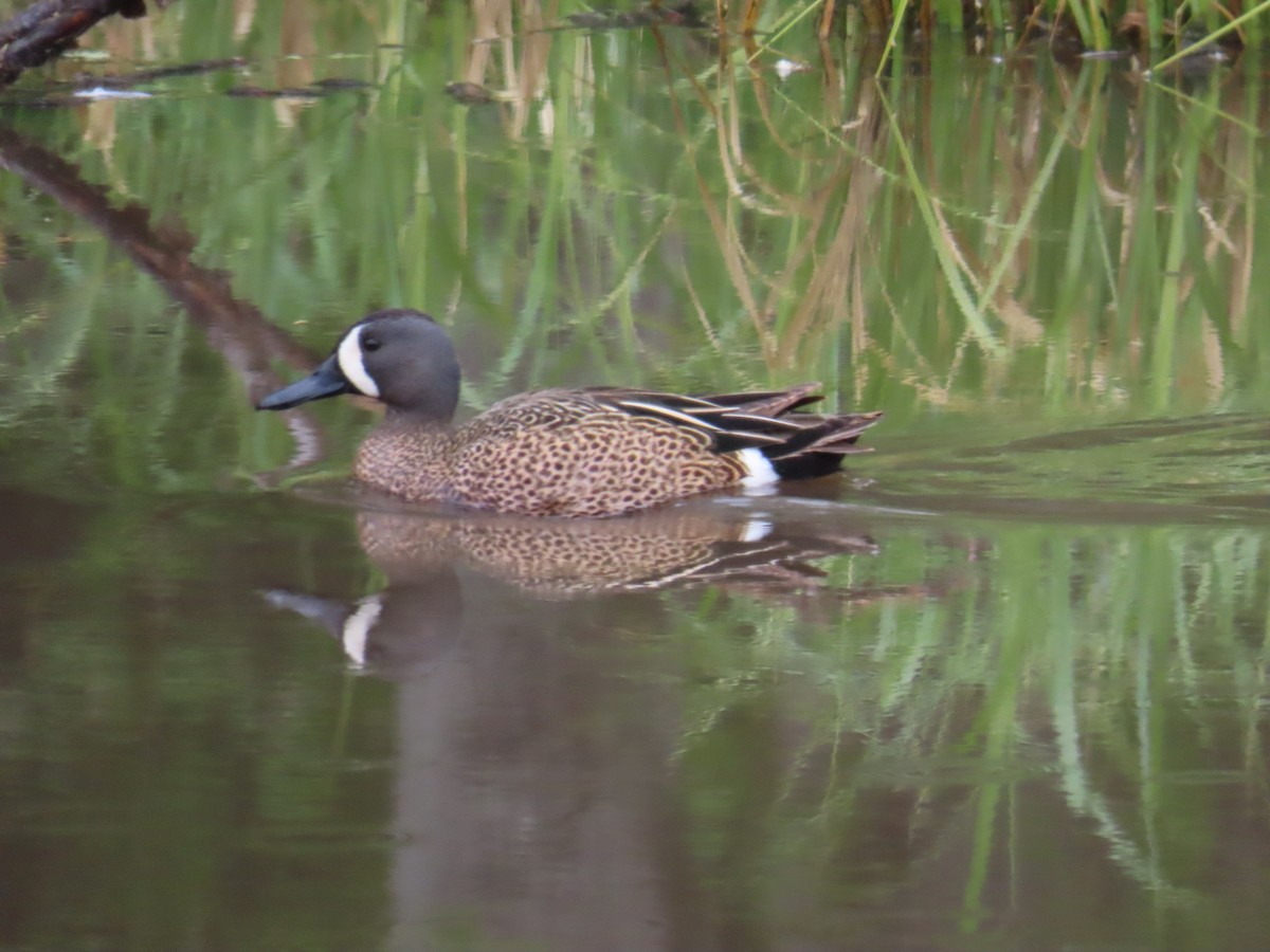 Blue-winged Teal - ML620442026