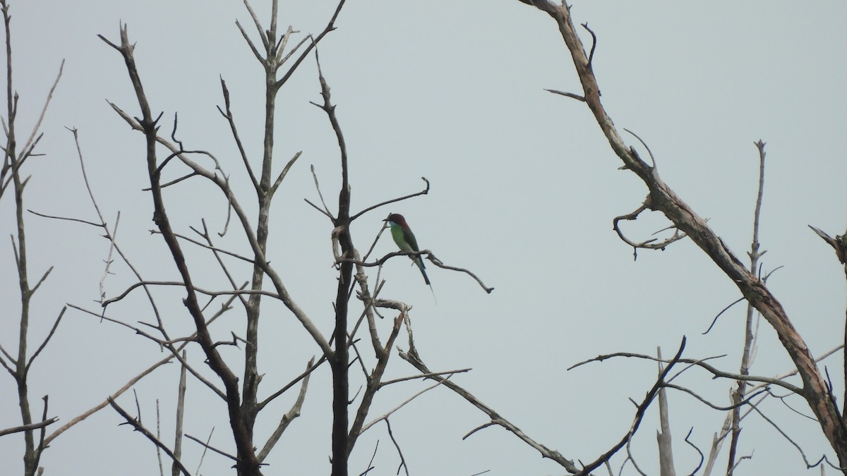 Blue-throated Bee-eater - ML620442043