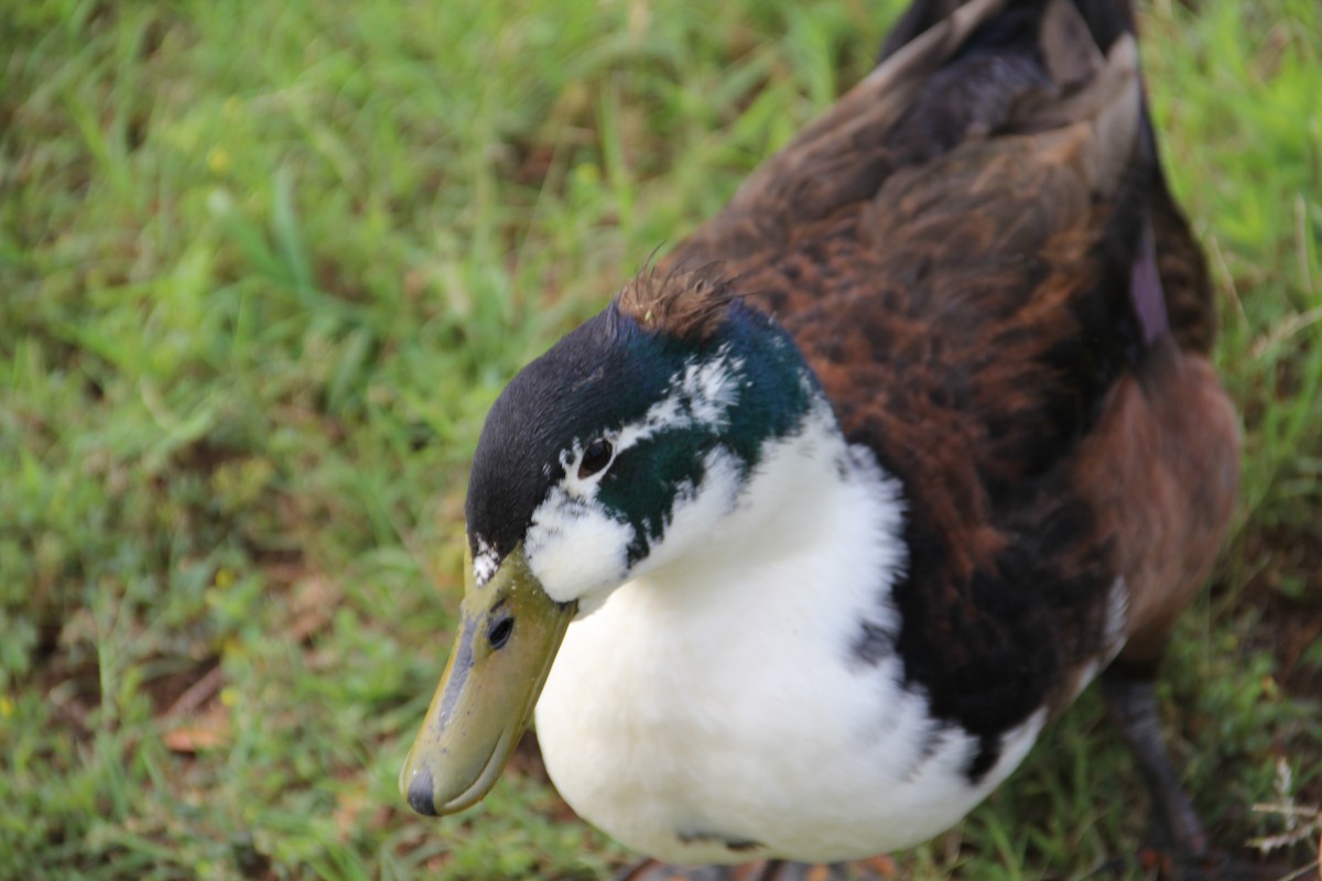 Muscovy Duck x Mallard (hybrid) - Texas Bird Family