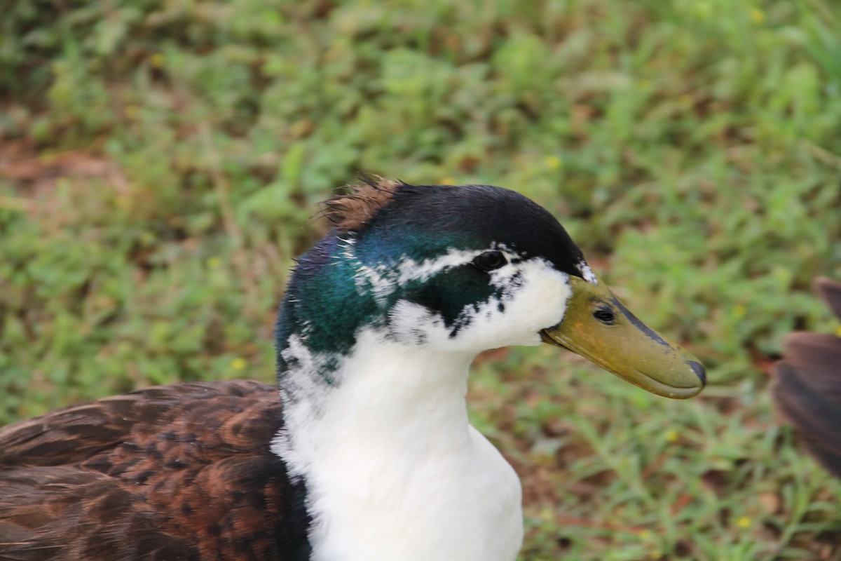 Muscovy Duck x Mallard (hybrid) - ML620442052