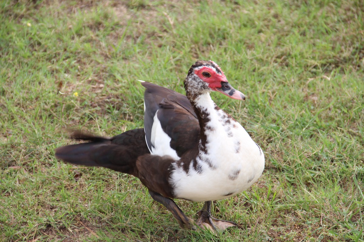 Muscovy Duck (Domestic type) - ML620442059