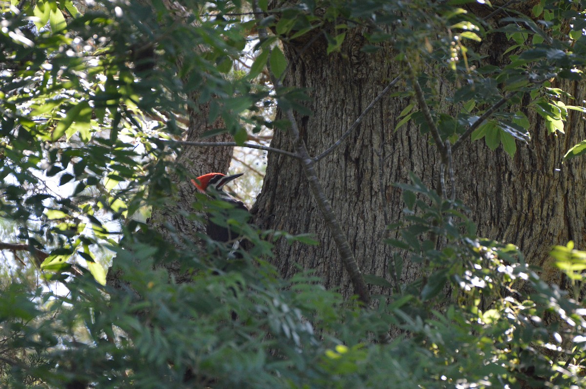Pileated Woodpecker - ML620442067