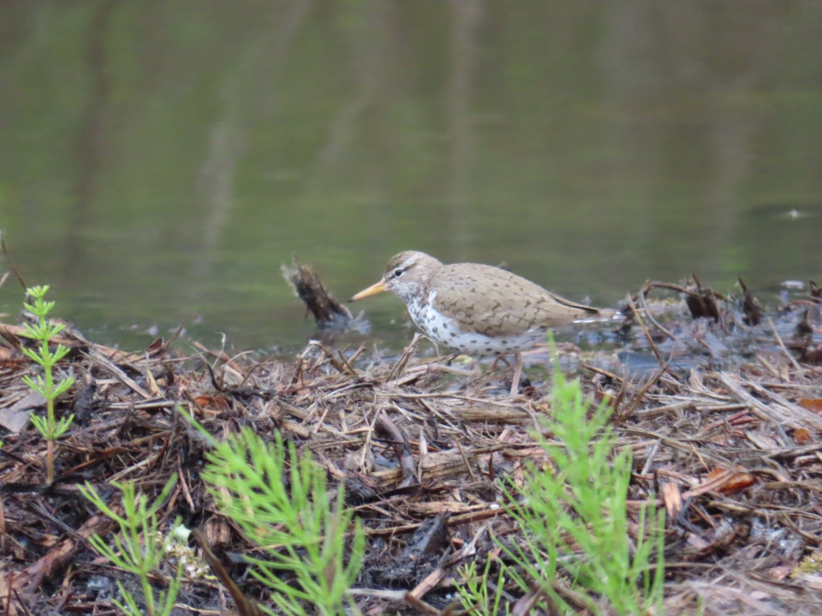 Spotted Sandpiper - ML620442068