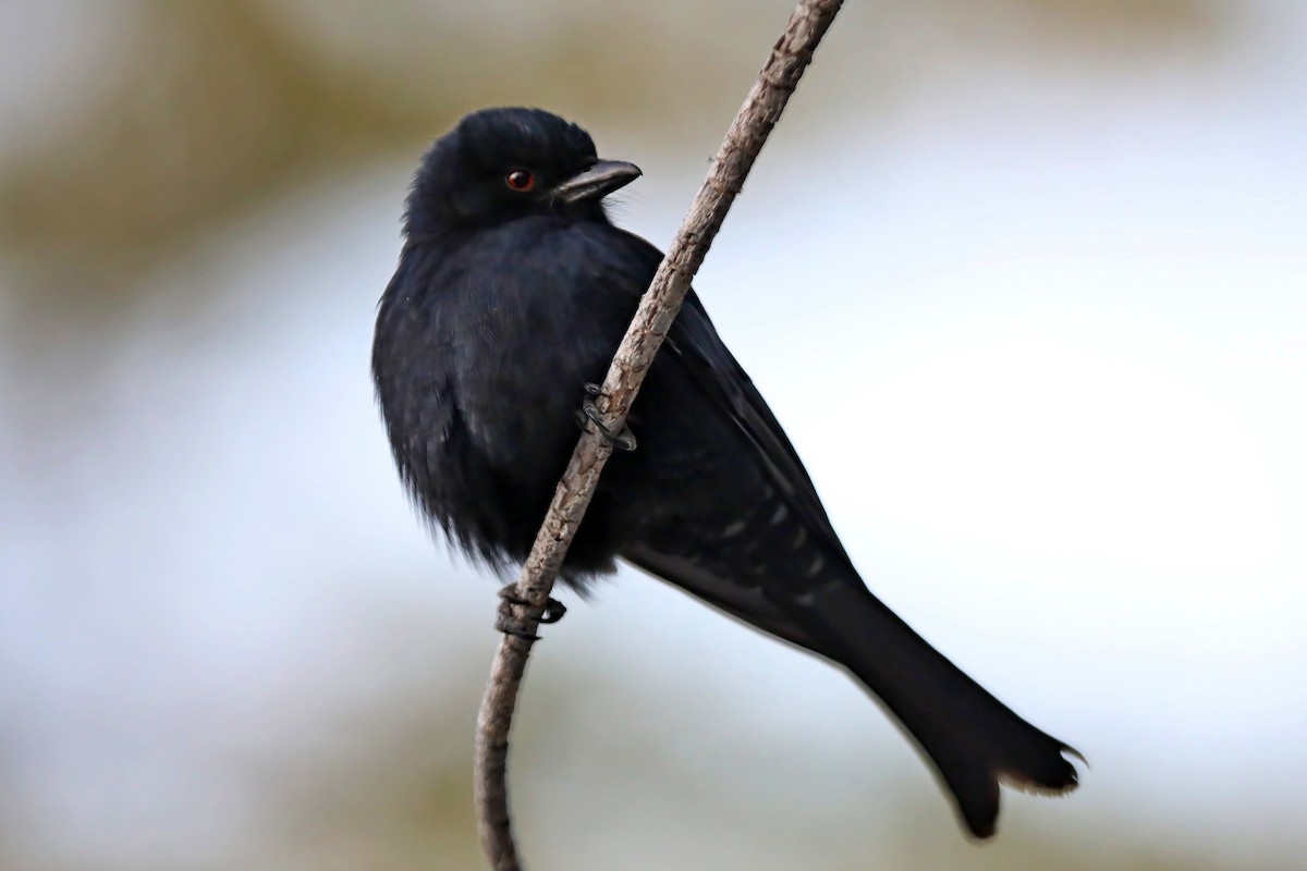 Drongo brillant - ML620442070