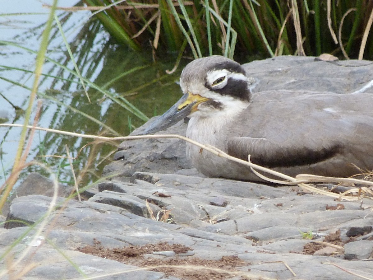 Great Thick-knee - ML620442072