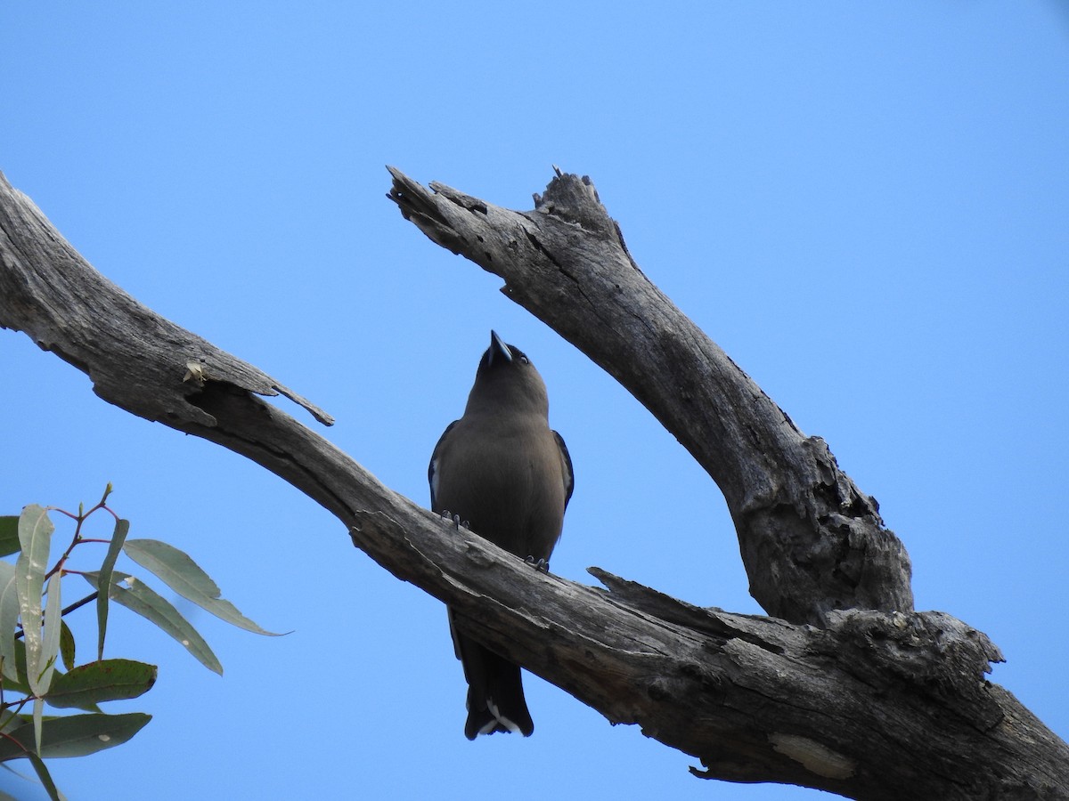 Dusky Woodswallow - ML620442074