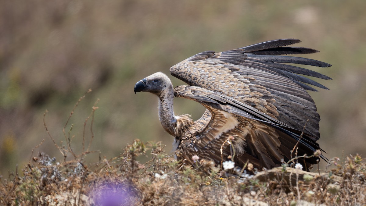 White-backed Vulture - ML620442077