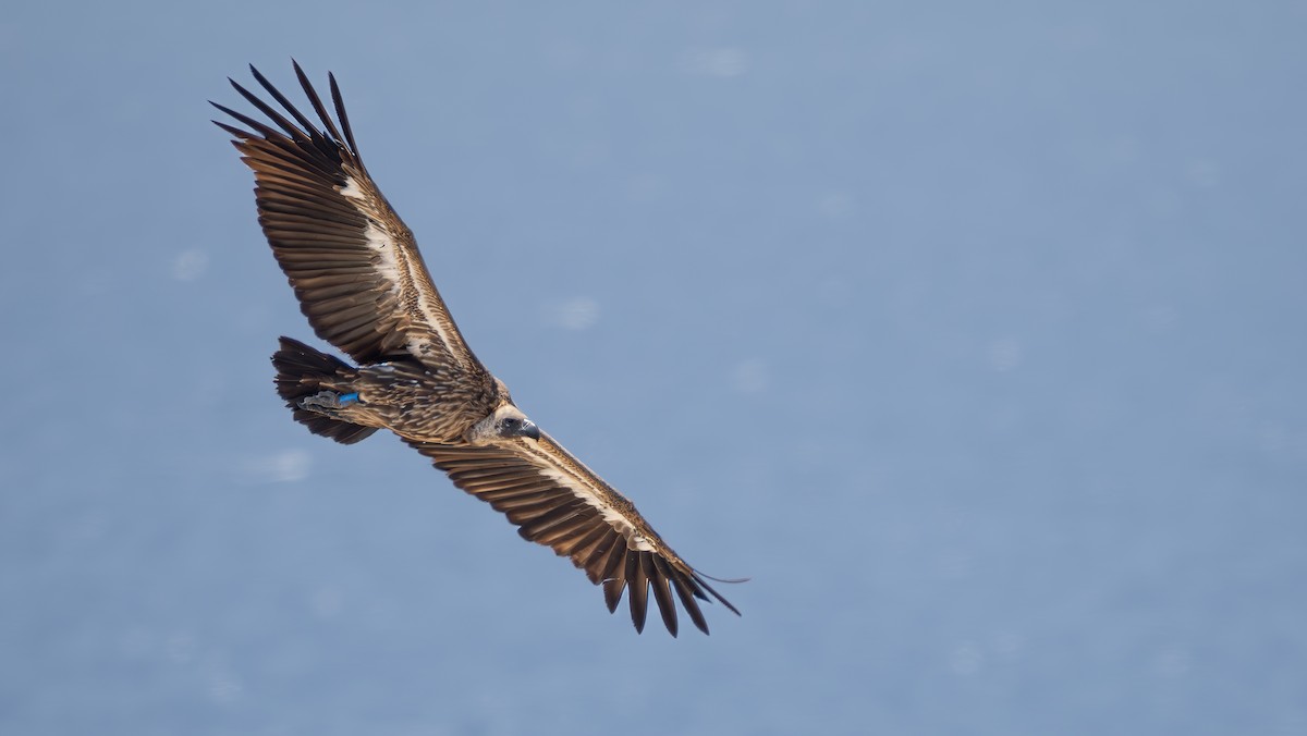 White-backed Vulture - Simon Tonkin