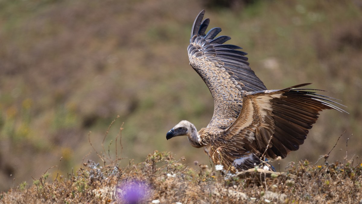 White-backed Vulture - Simon Tonkin