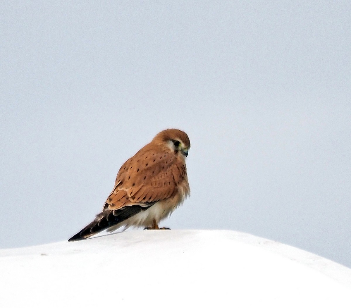 Nankeen Kestrel - ML620442080