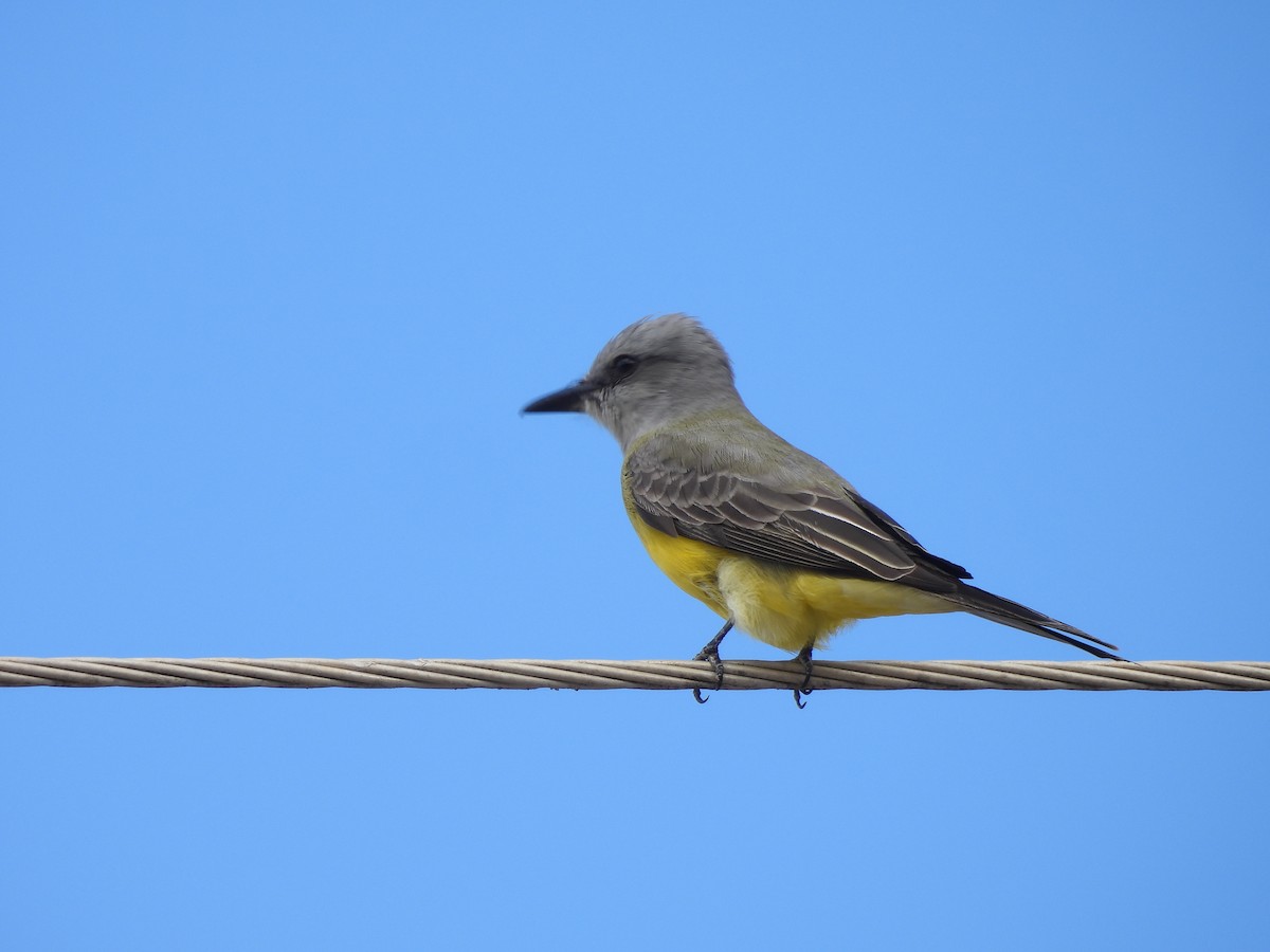 Tropical Kingbird - ML620442086