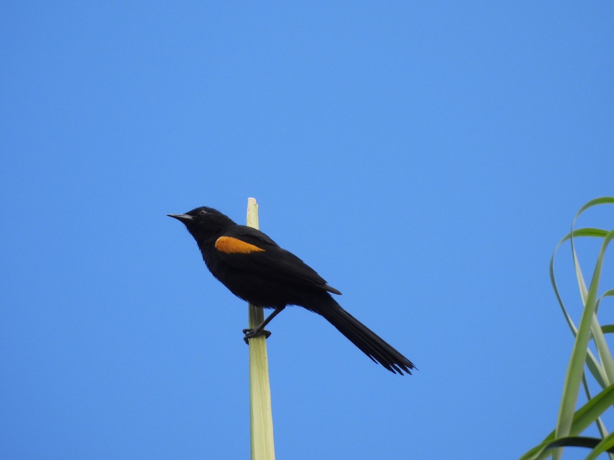 Variable Oriole - Iza Alencar