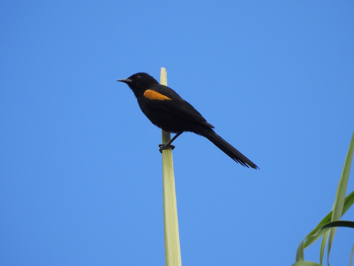 Oriole variable - ML620442093