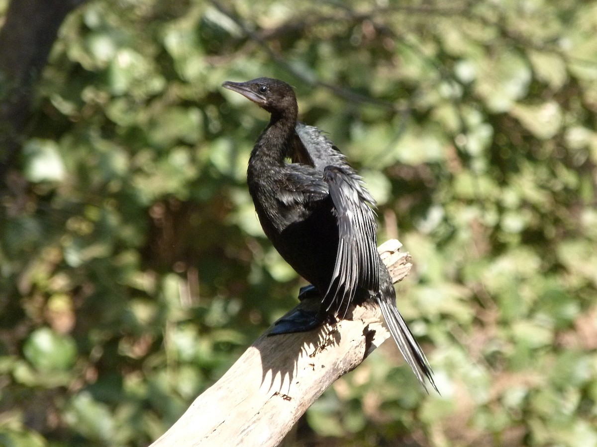 Cormorán de Java - ML620442101