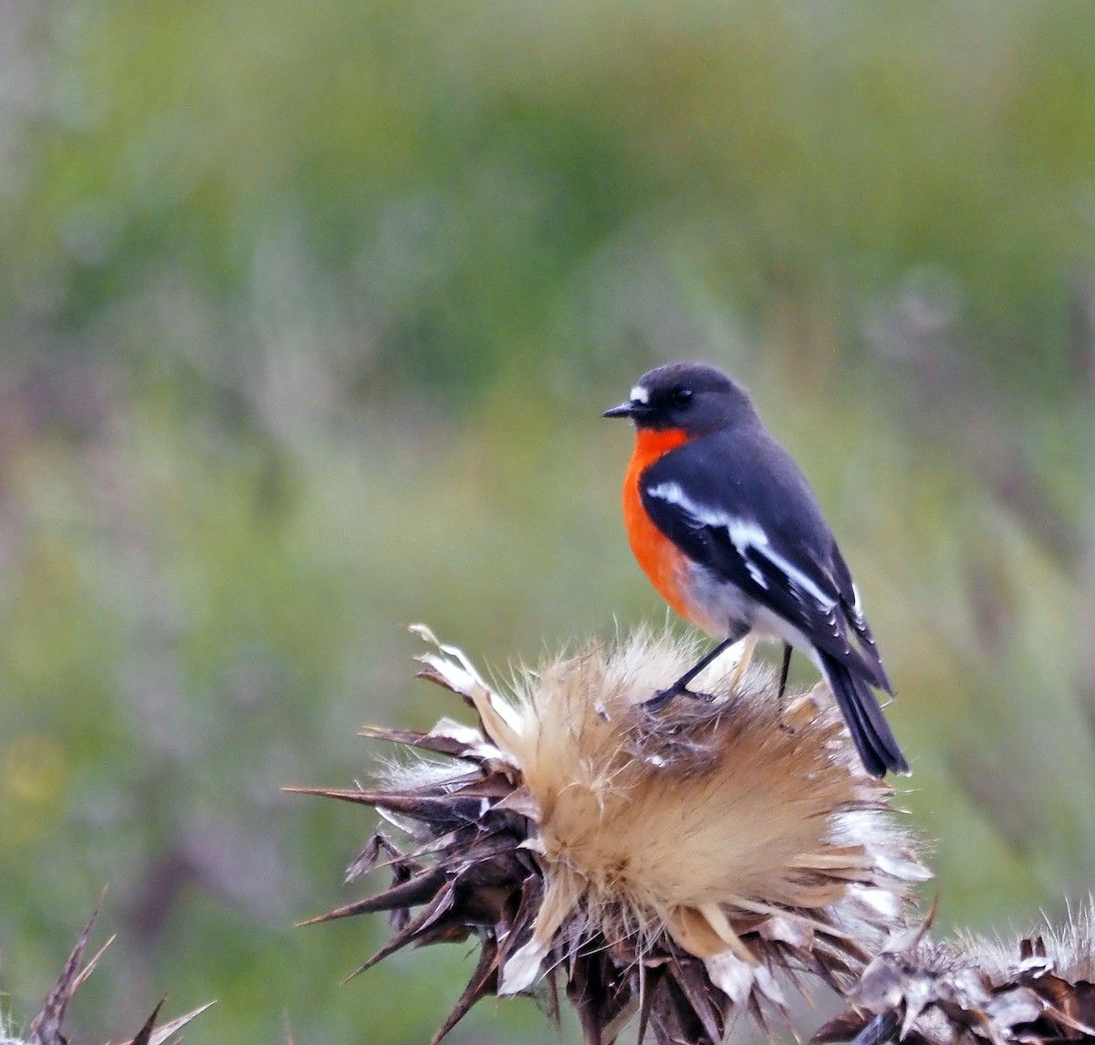 Flame Robin - Steve Law