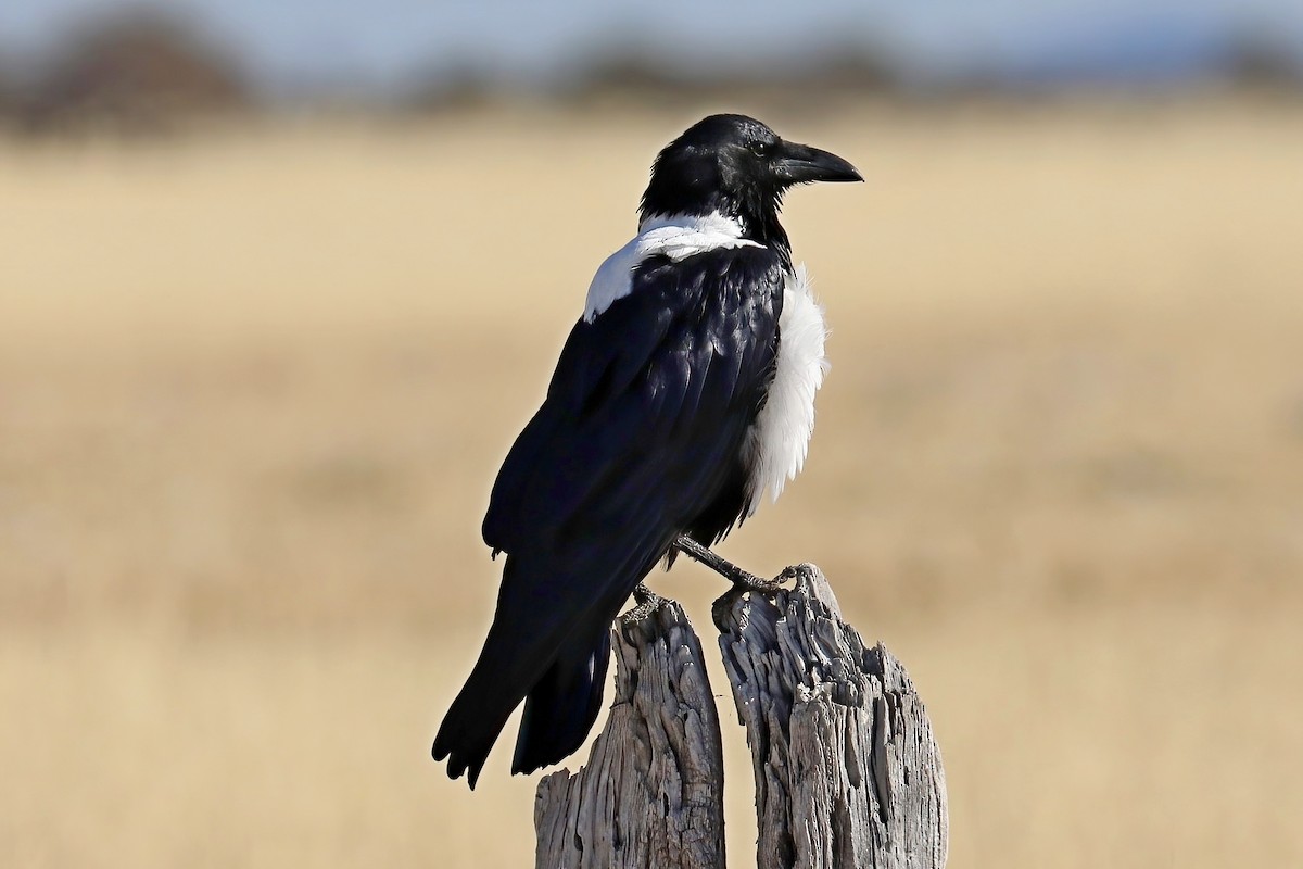 Pied Crow - ML620442119