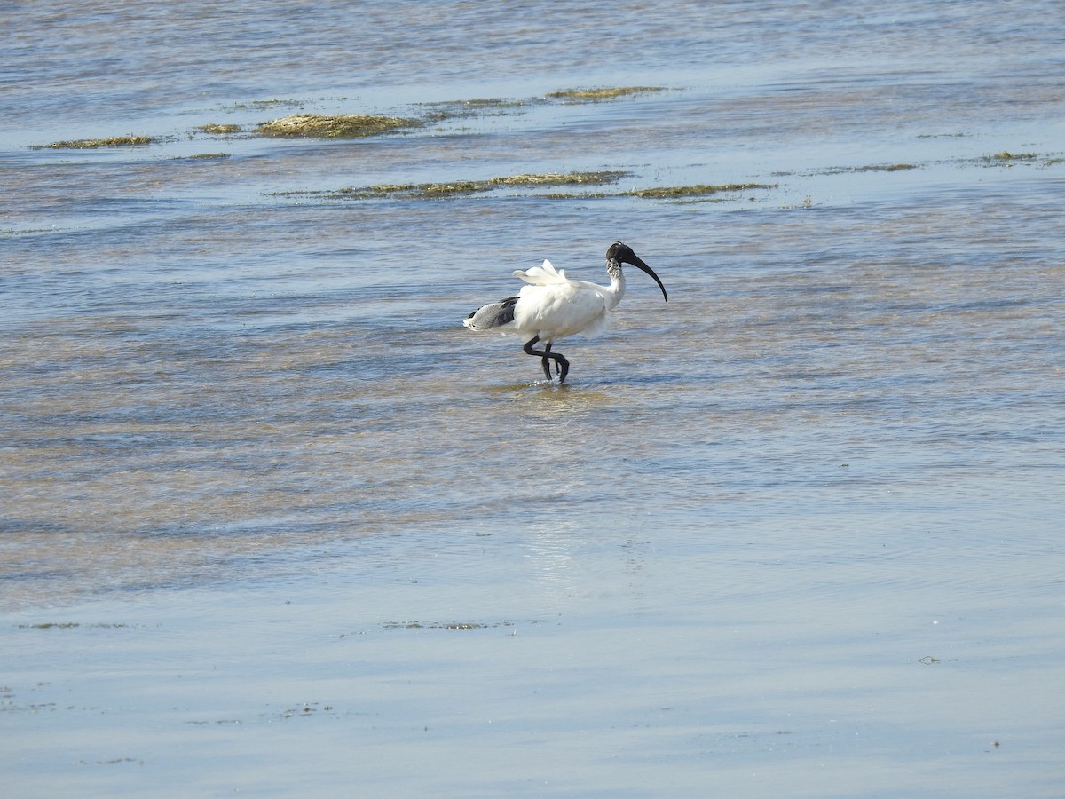 ibis australský - ML620442124