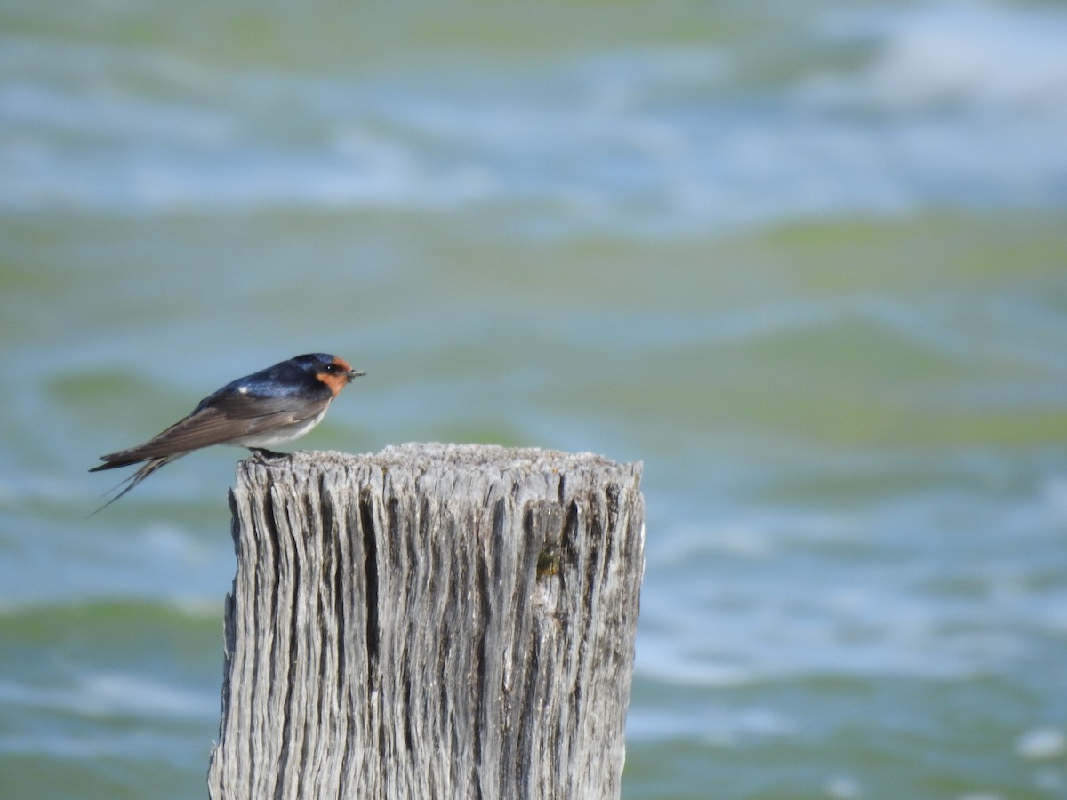 Golondrina Australiana - ML620442129