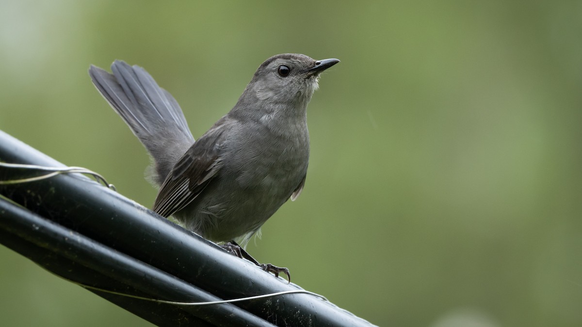 Gray Catbird - ML620442131