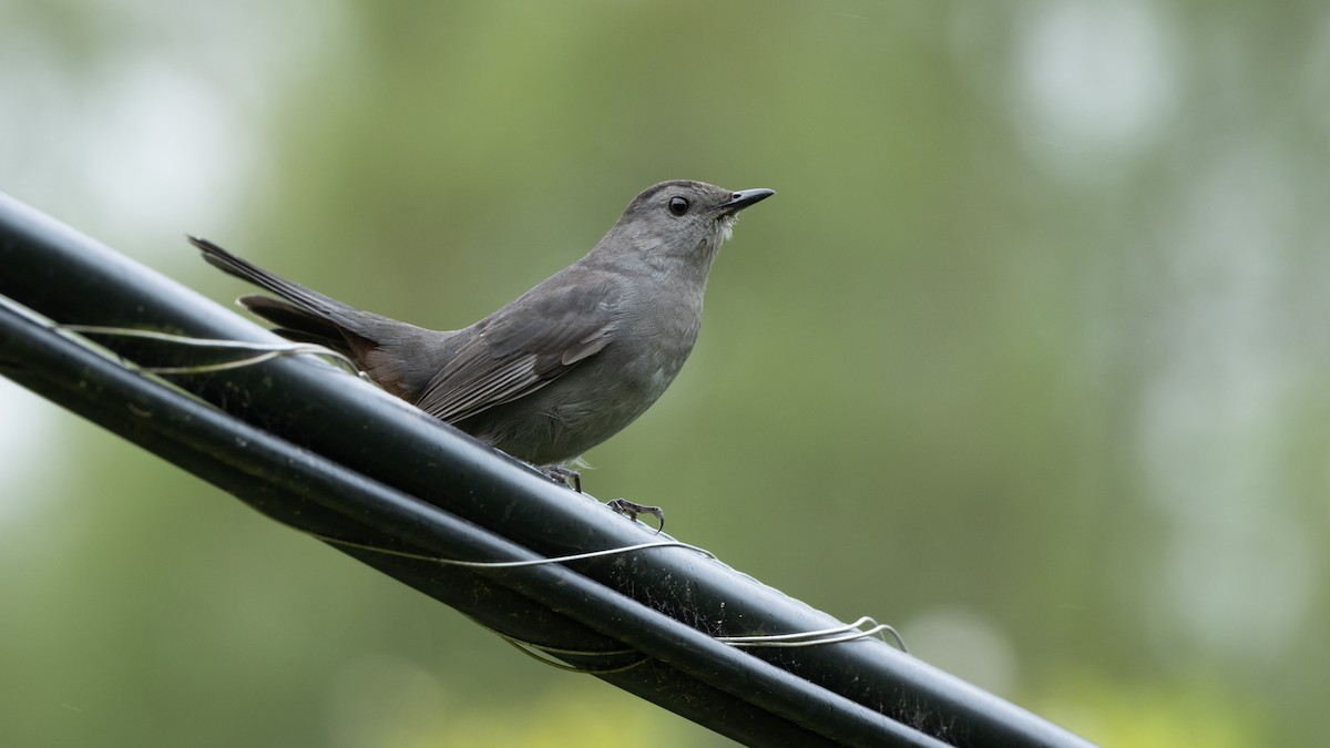 Gray Catbird - ML620442134