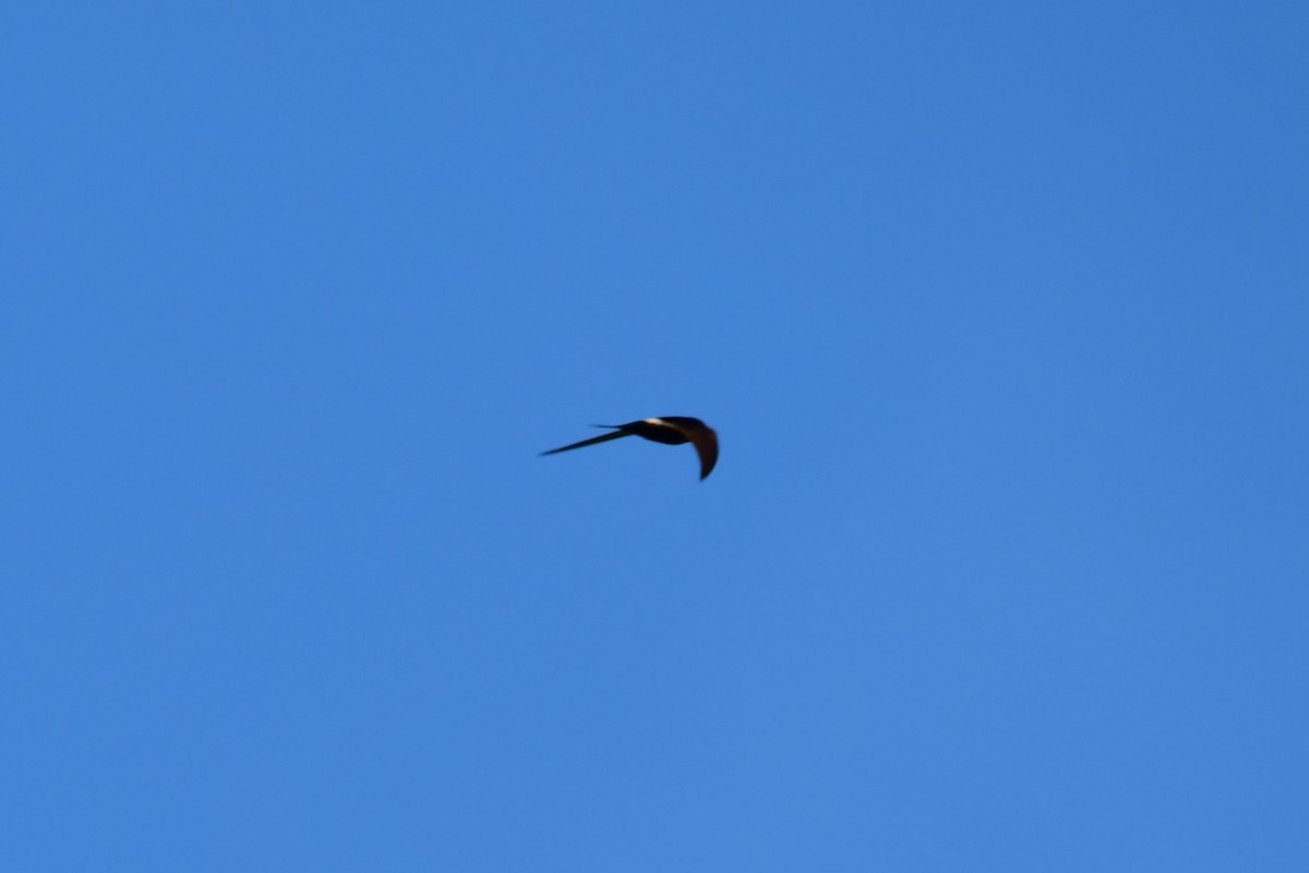 White-rumped Swift - ML620442140