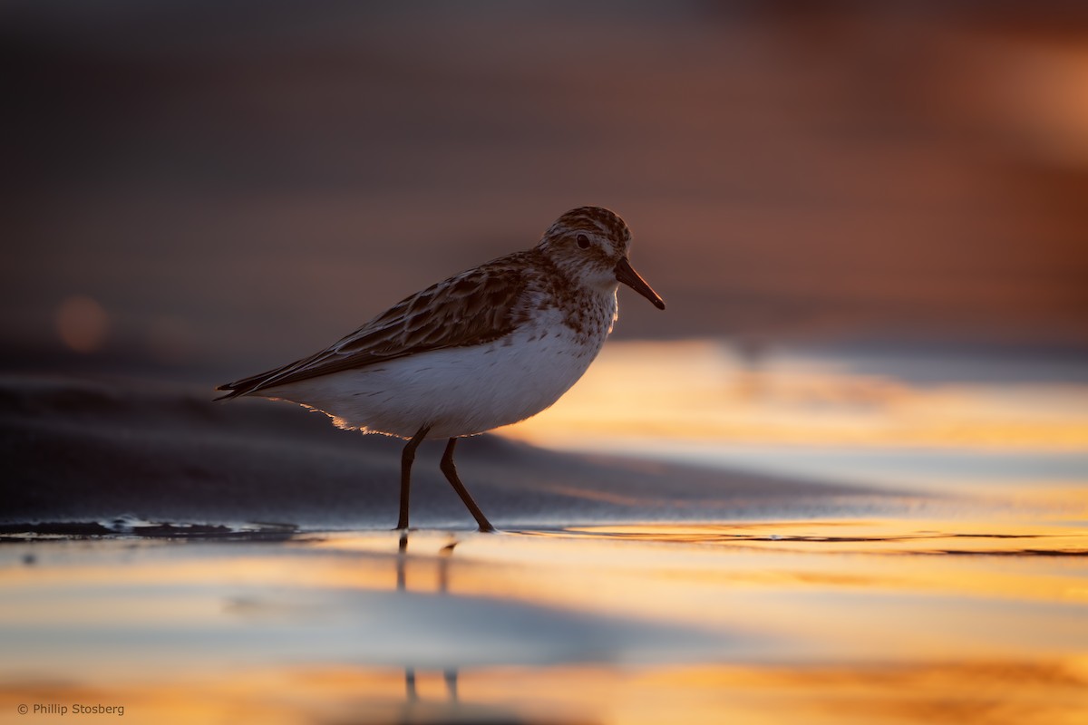 Semipalmated Sandpiper - ML620442145