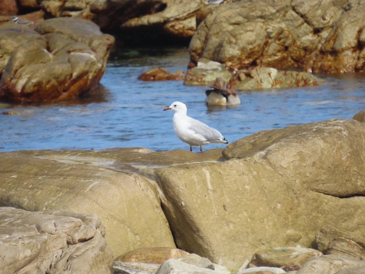 Gaviota Plateada Surafricana - ML620442148