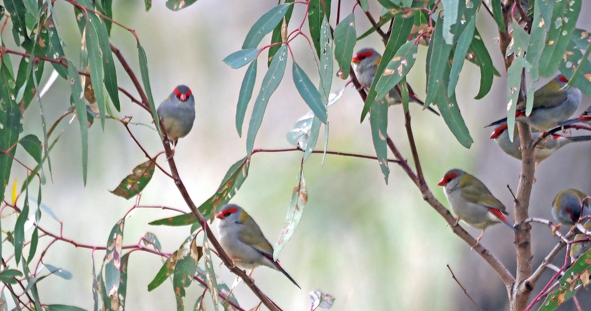Red-browed Firetail - ML620442159