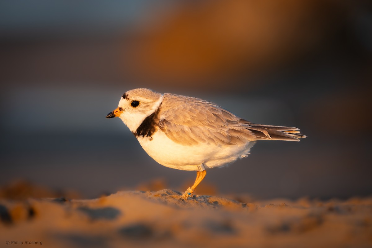 Piping Plover - ML620442163