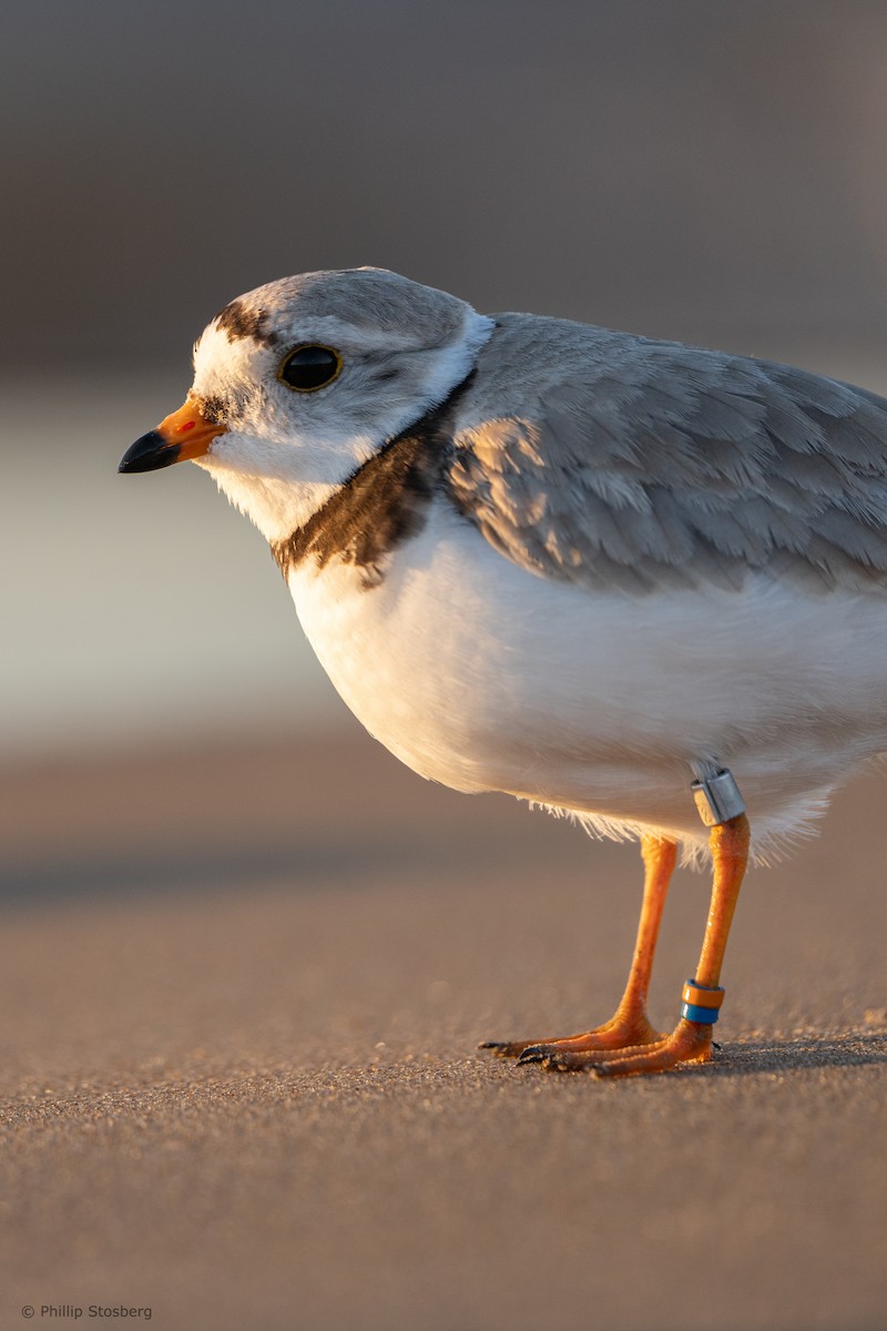 Piping Plover - ML620442164