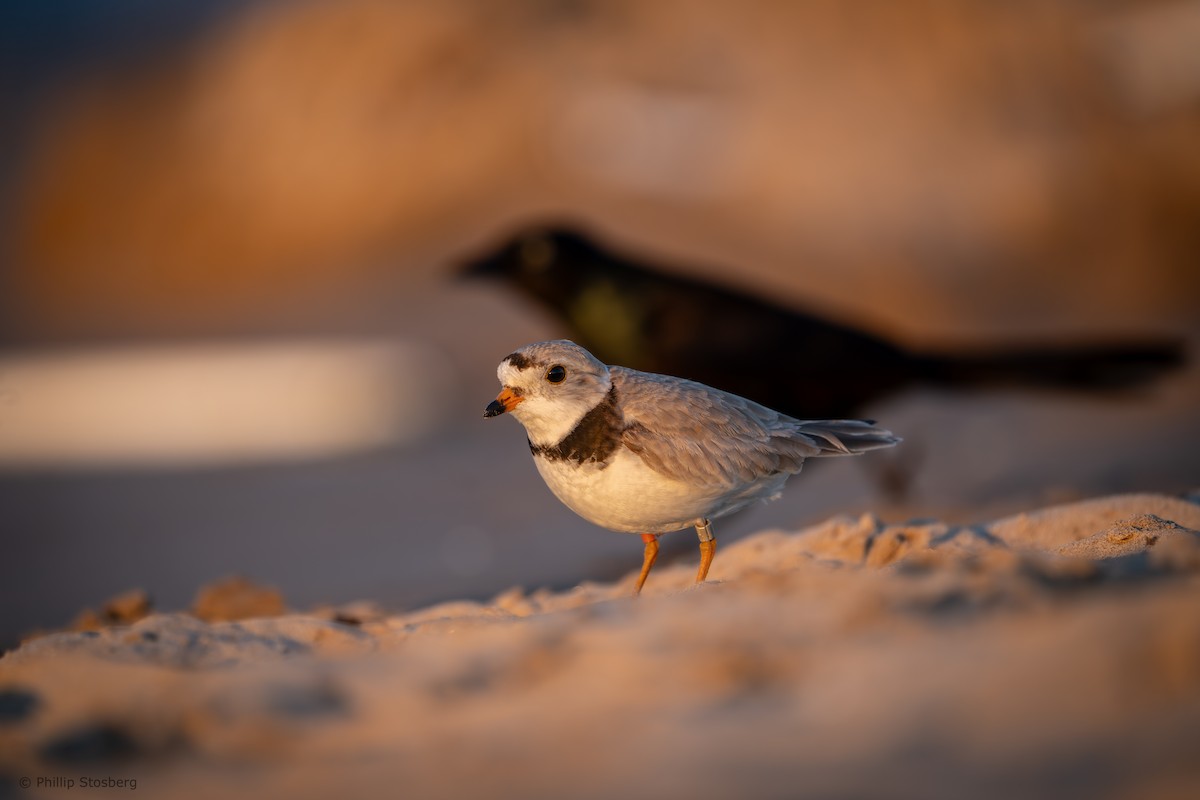 Piping Plover - ML620442165
