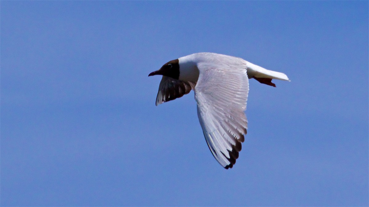 Black-headed Gull - ML620442169