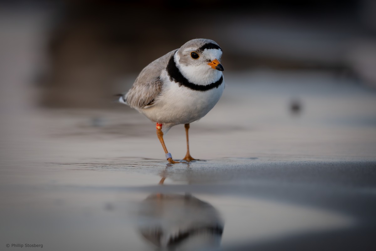 Piping Plover - ML620442173
