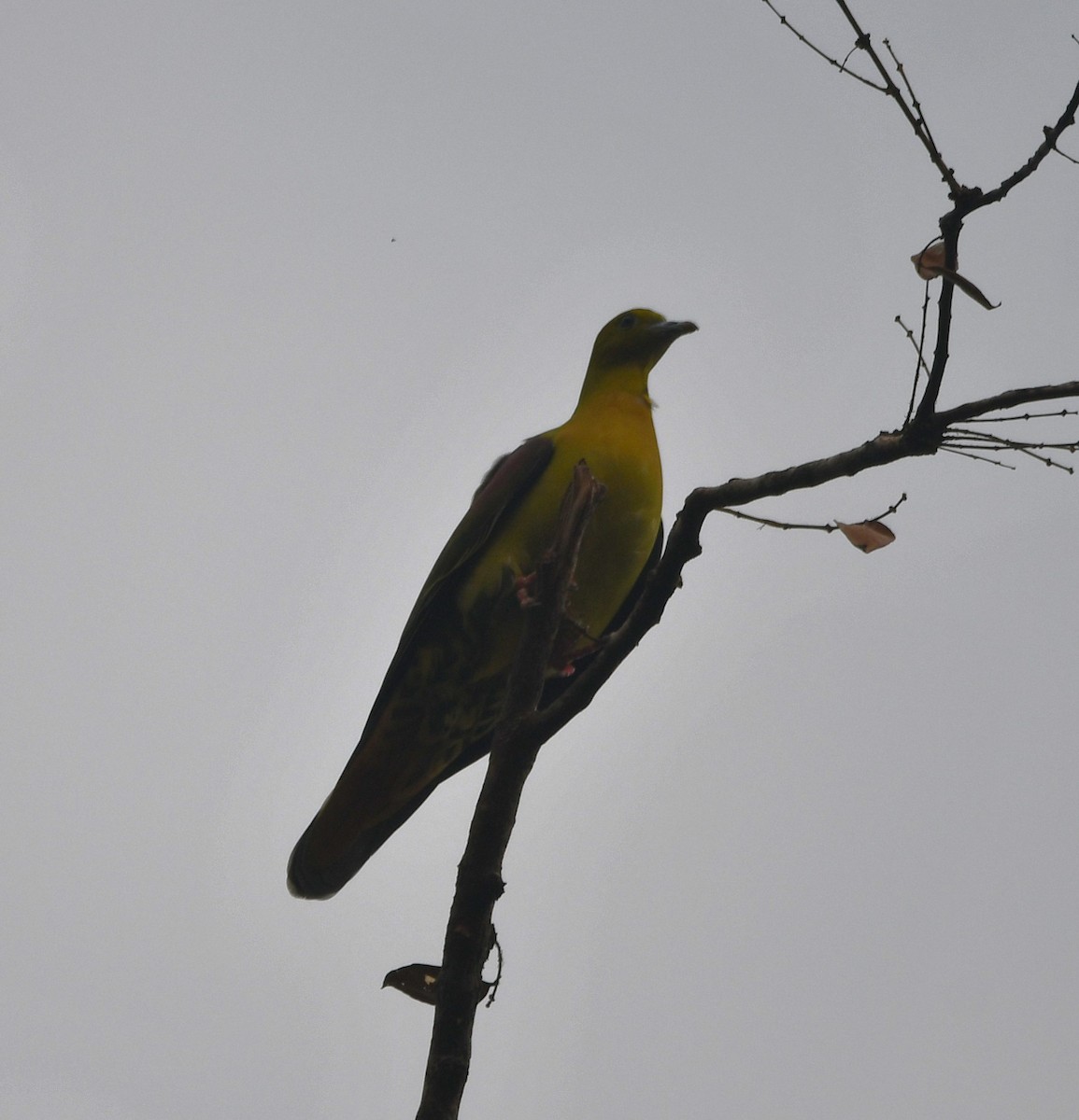 Wedge-tailed Green-Pigeon - ML620442179