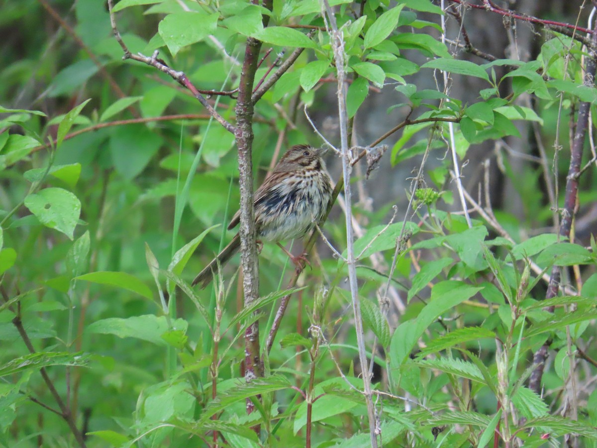 Song Sparrow - ML620442183