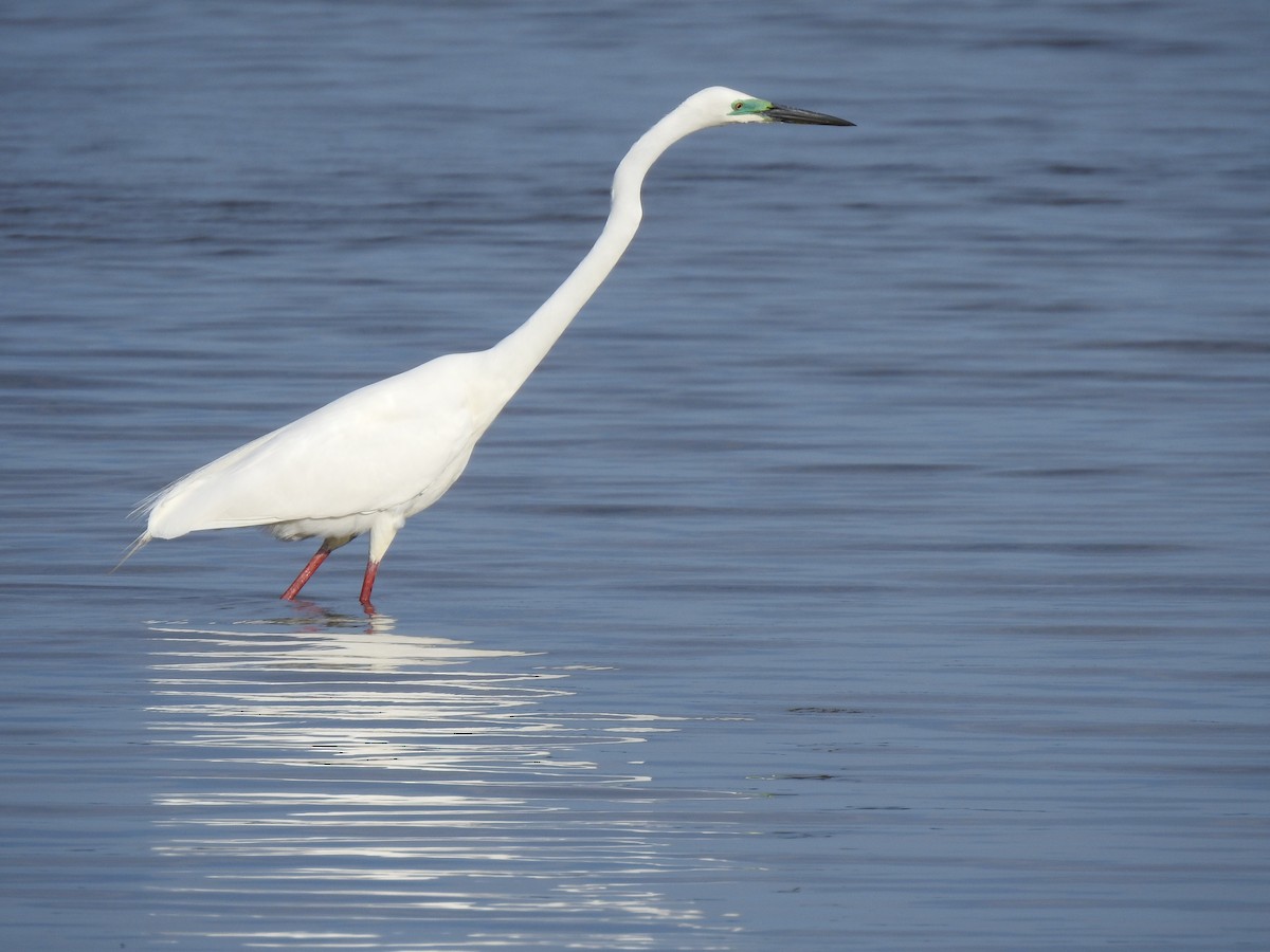 Great Egret - ML620442184