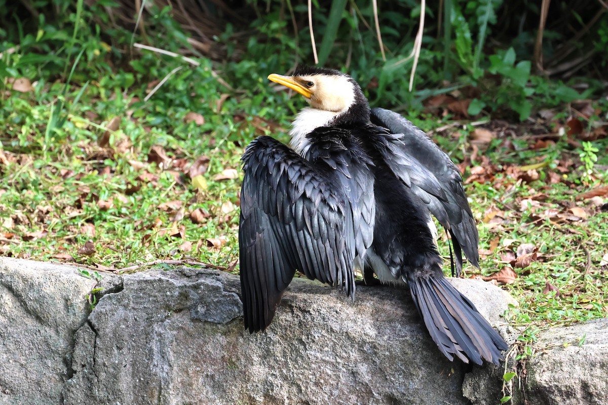 Little Pied Cormorant - ML620442187