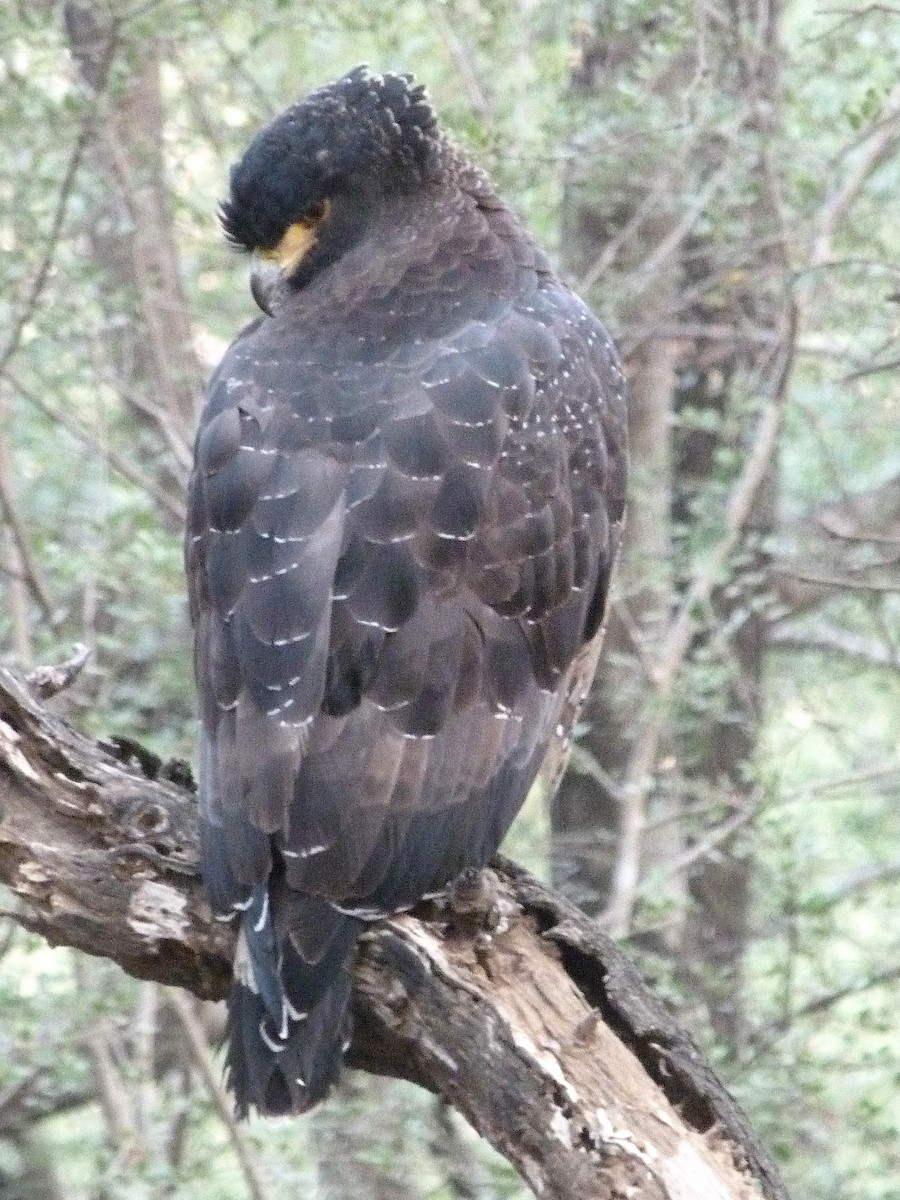 Crested Serpent-Eagle - ML620442195