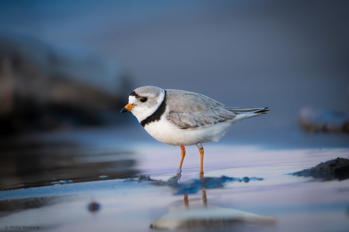 Piping Plover - ML620442198