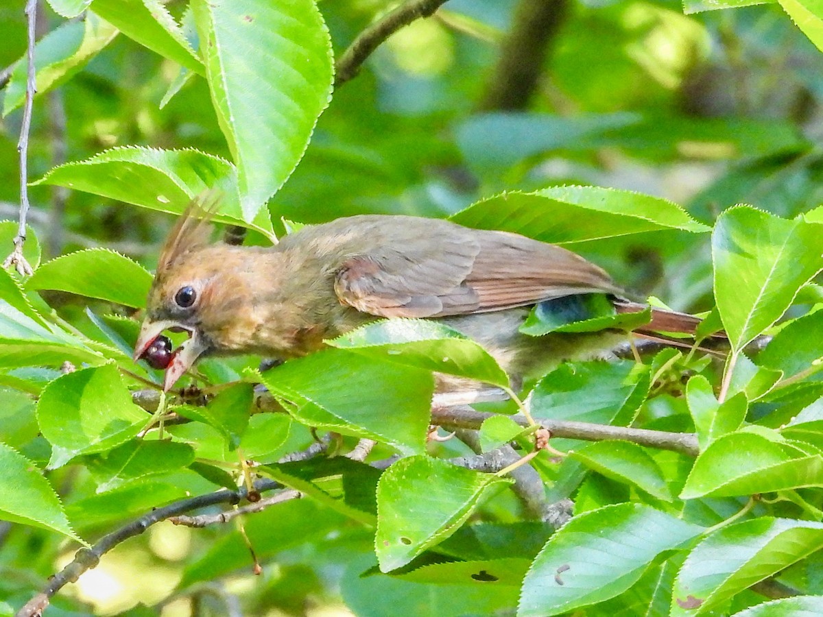 Cardinal rouge - ML620442203