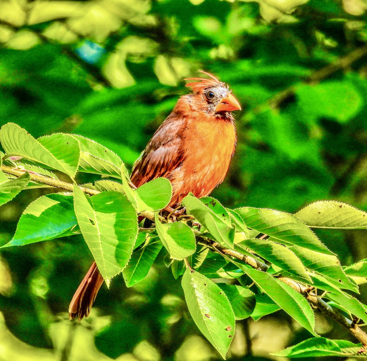 Northern Cardinal - ML620442208