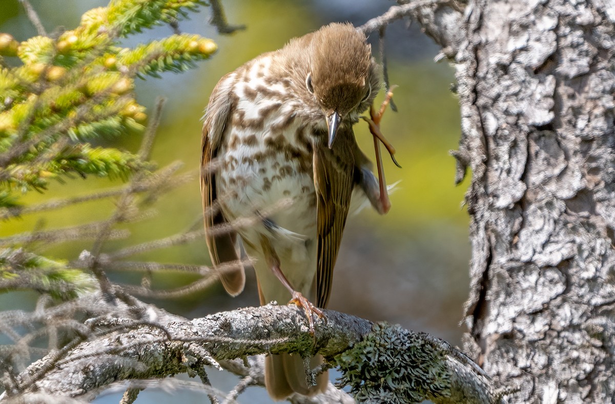 Hermit Thrush - ML620442211