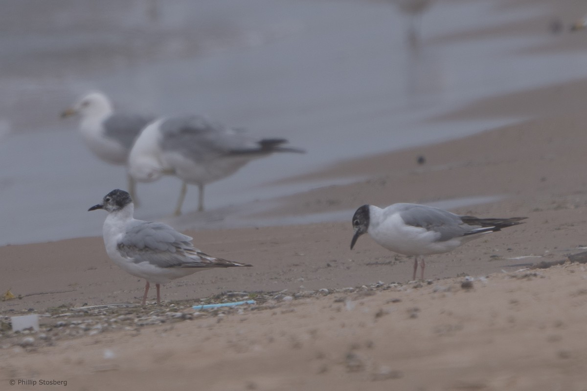 Mouette de Bonaparte - ML620442213