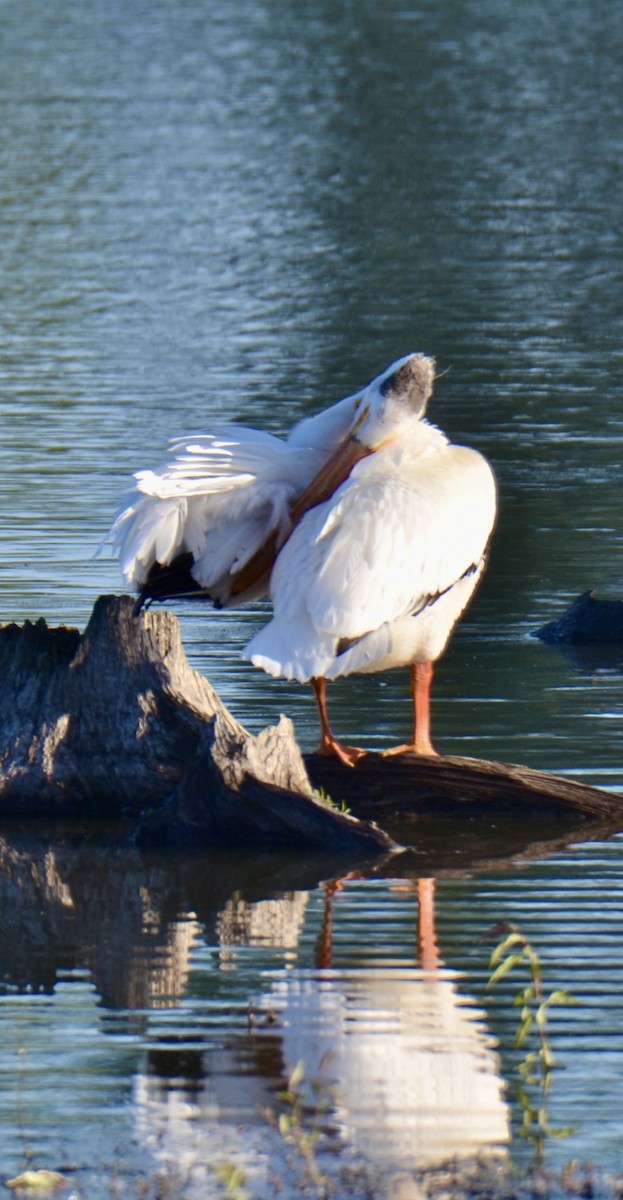 American White Pelican - ML620442214