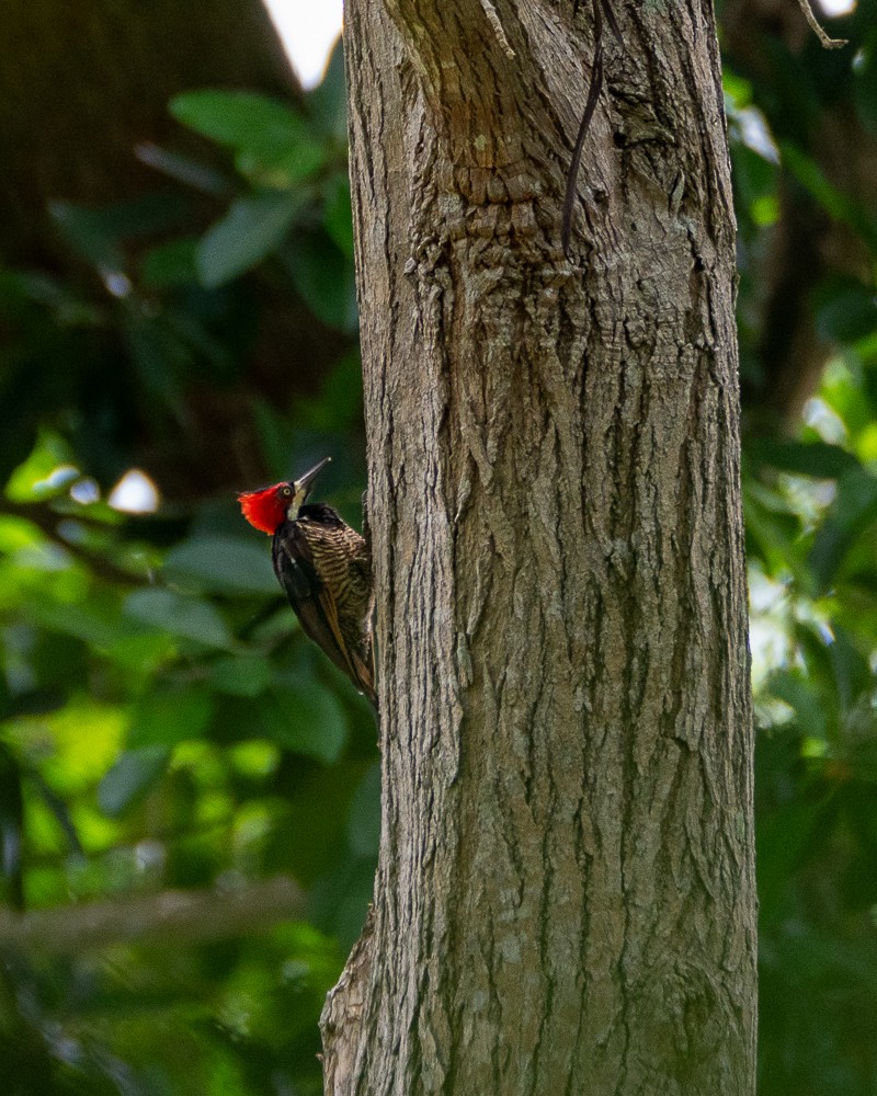 Crimson-crested Woodpecker - ML620442218